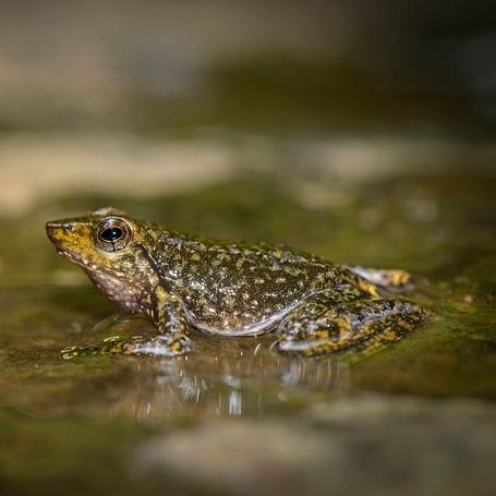Dancing frog (Micrixalus saxicola) by Santosh Saligram