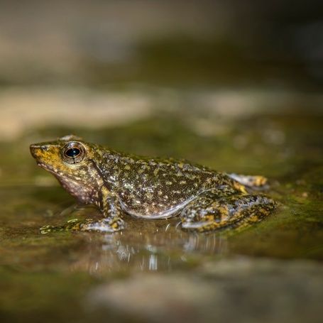 Close-up of a Wayanad Dancing Frog in water.