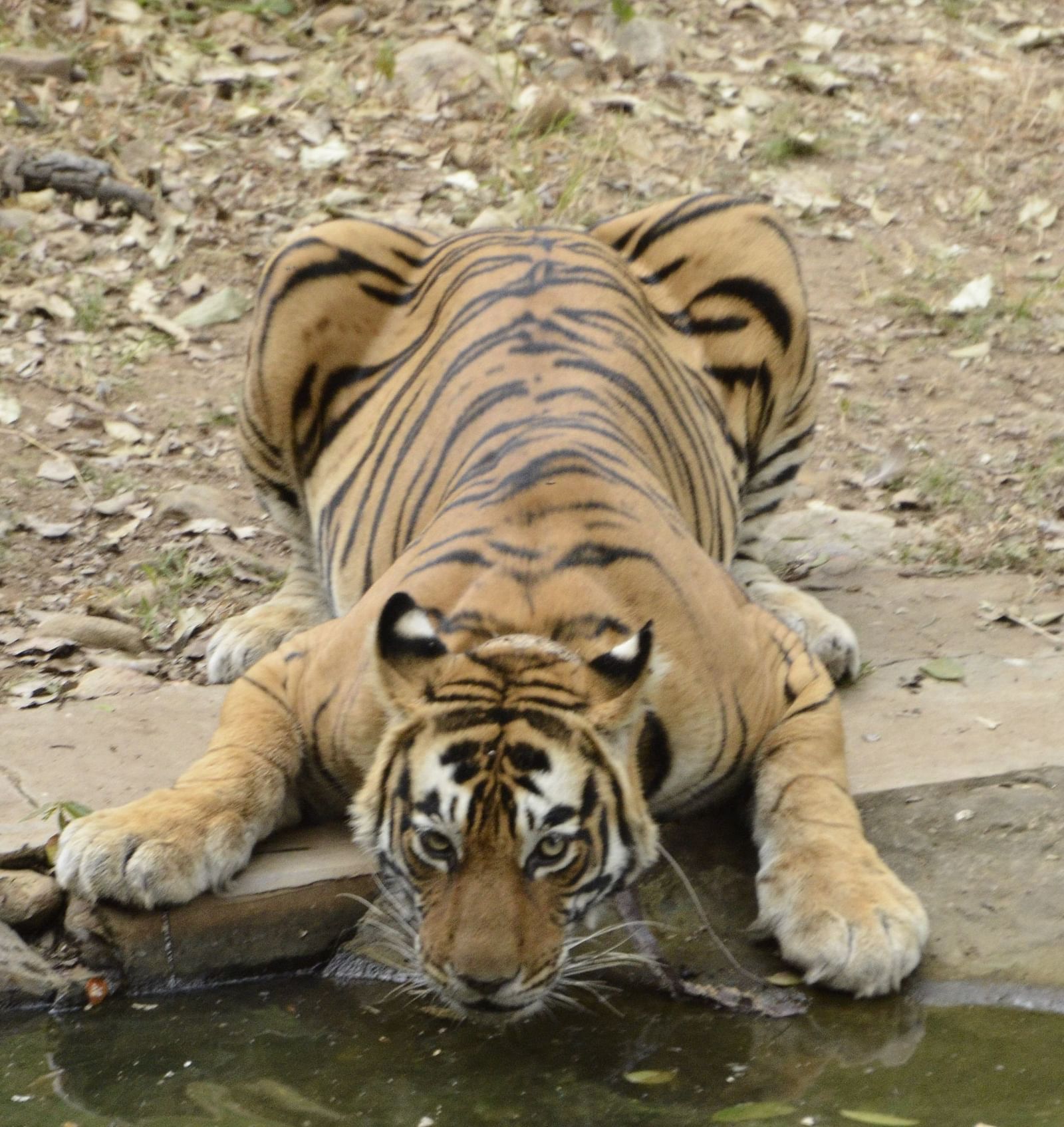 A close up shot of a tiger drinking water from a lake