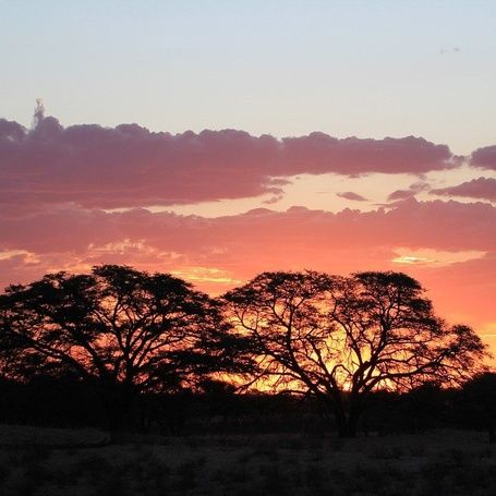 Silhouetted trees against a vibrant sunset sky.