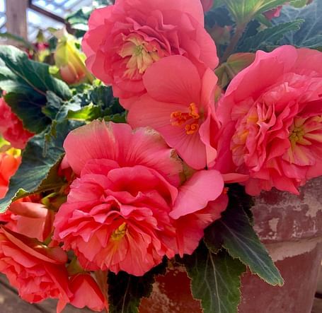 Pink begonias in a greenhouse, adding a fresh and vibrant touch to the plant display