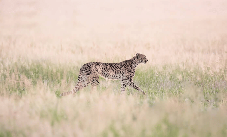 CHEETAH 2