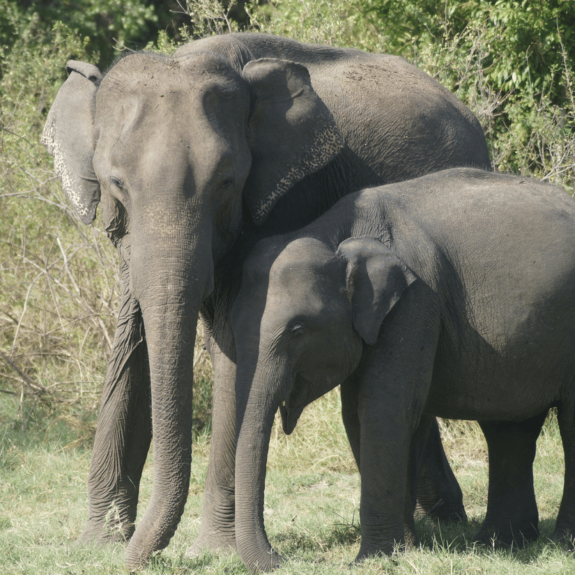 Two elephants standing closely together in dry grassland, surrounded by sparse greenery under soft daylight