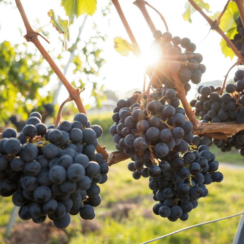 A close up of a bunch of grapes growing on the vines in a vineyard with the sun shining through them and a lawn area at the bottom.