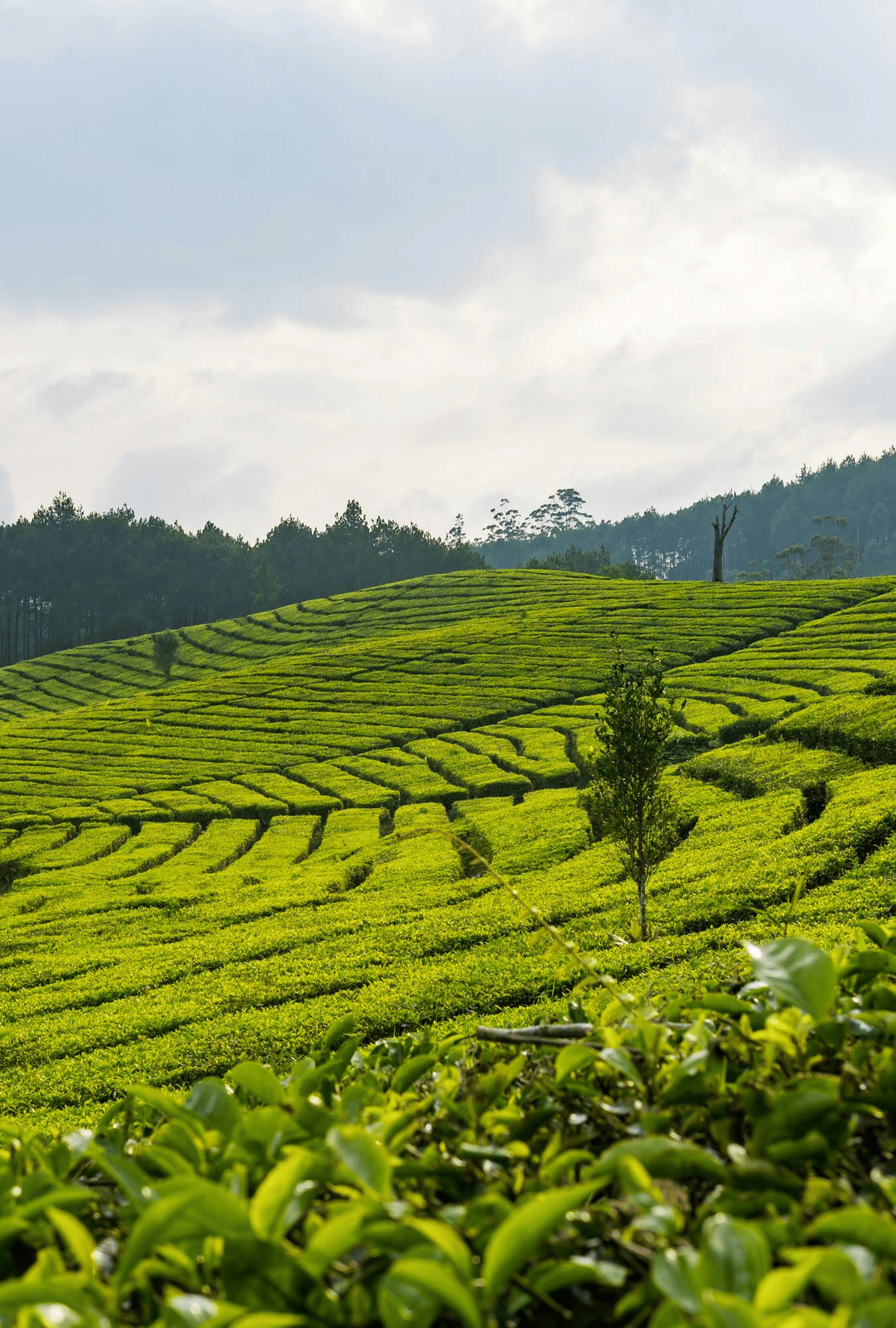 Tea garden featuring valleys filled with lush green tea plantation.