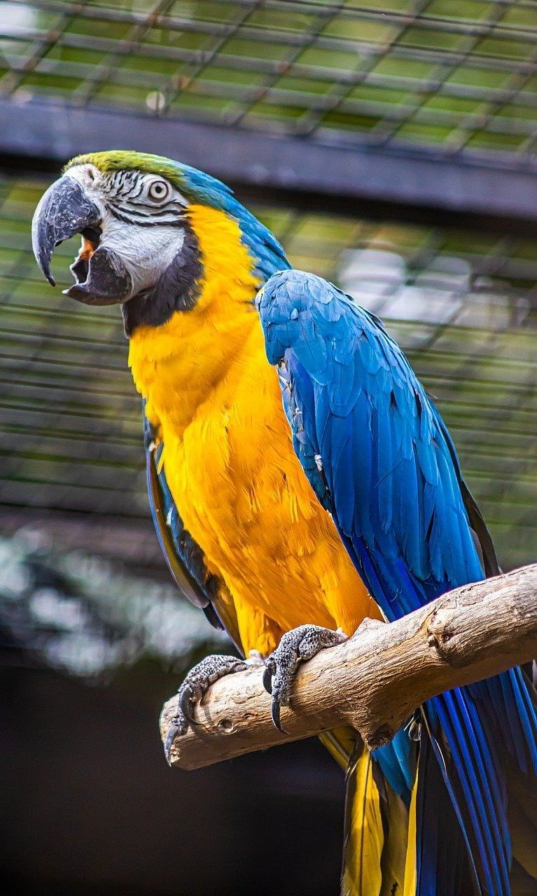 An image of a bird sitting on a branch