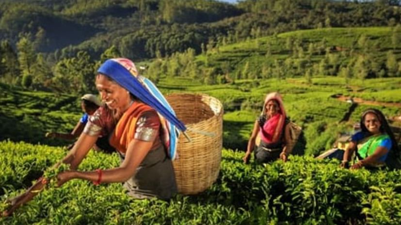 Smiling women tea pluckers with wicker baskets harvesting leaves in a lush plantation on a sunny hill.