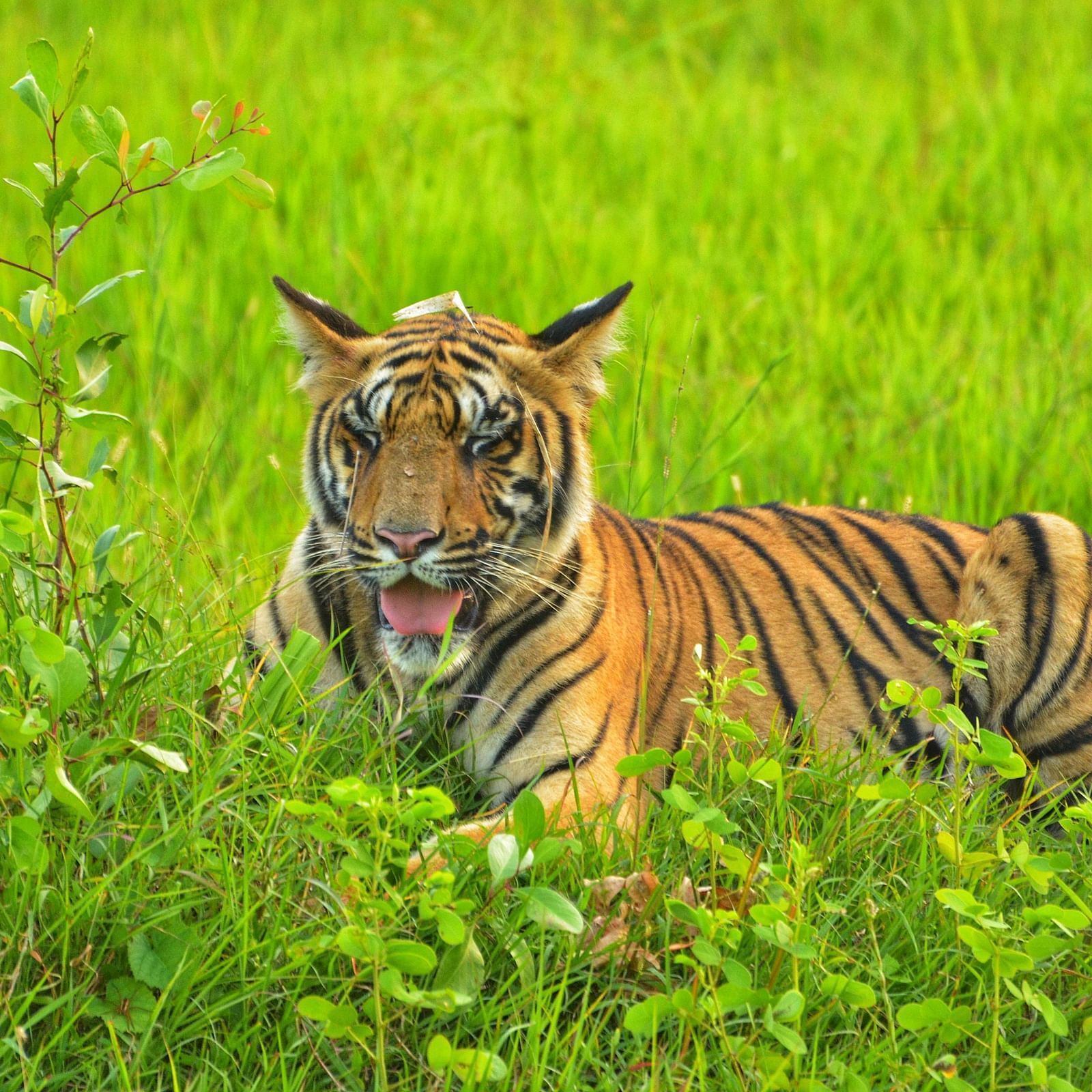 A tiger sitting amidst green vegetation while looking away  at Trees N Tigers, Tadoba.