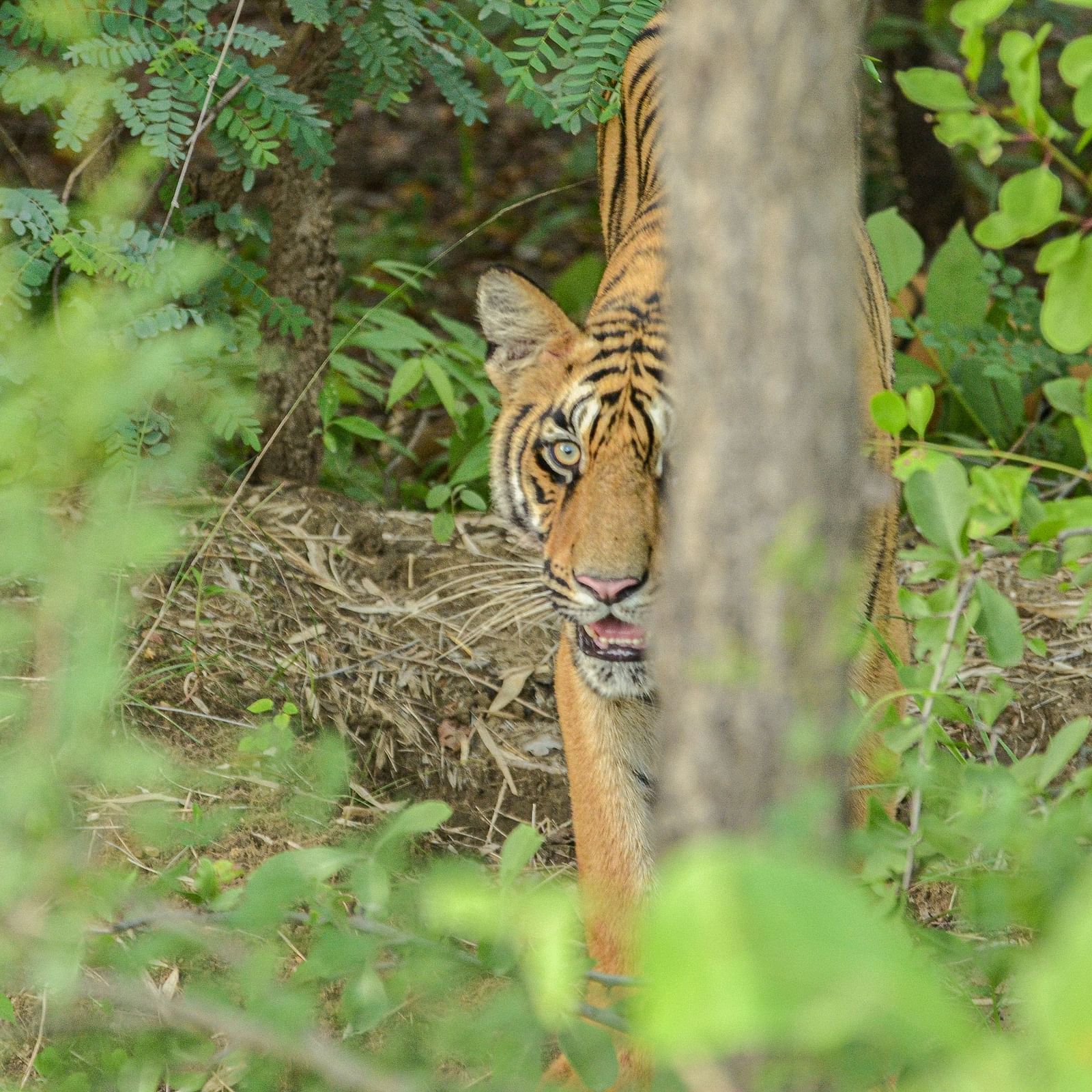 A tiger seen behind a tree's trunk with vegetation around at Trees N Tigers, Tadoba.