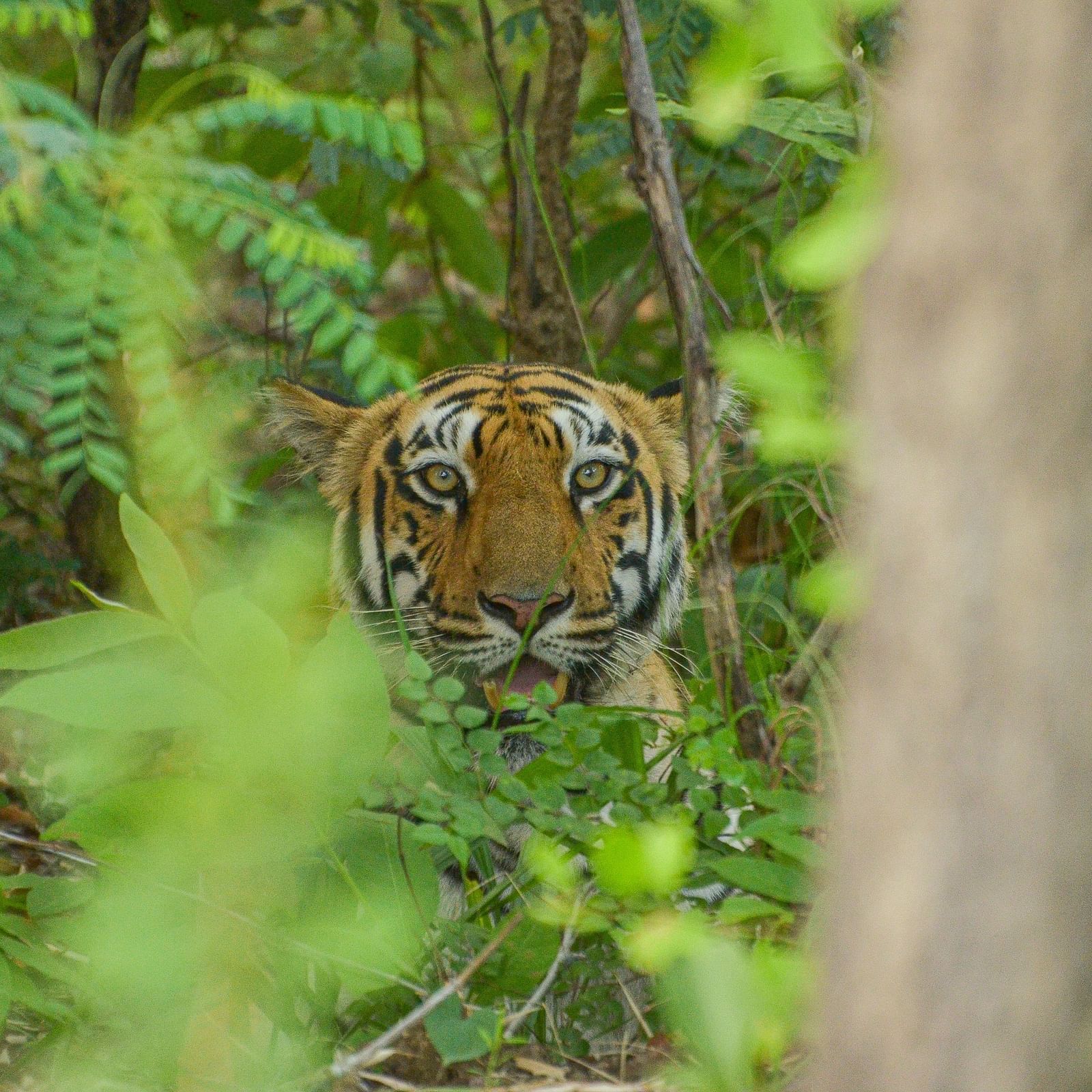 A close up shot showing only a tiger's head through green vegetation at Trees N Tigers, Tadoba.