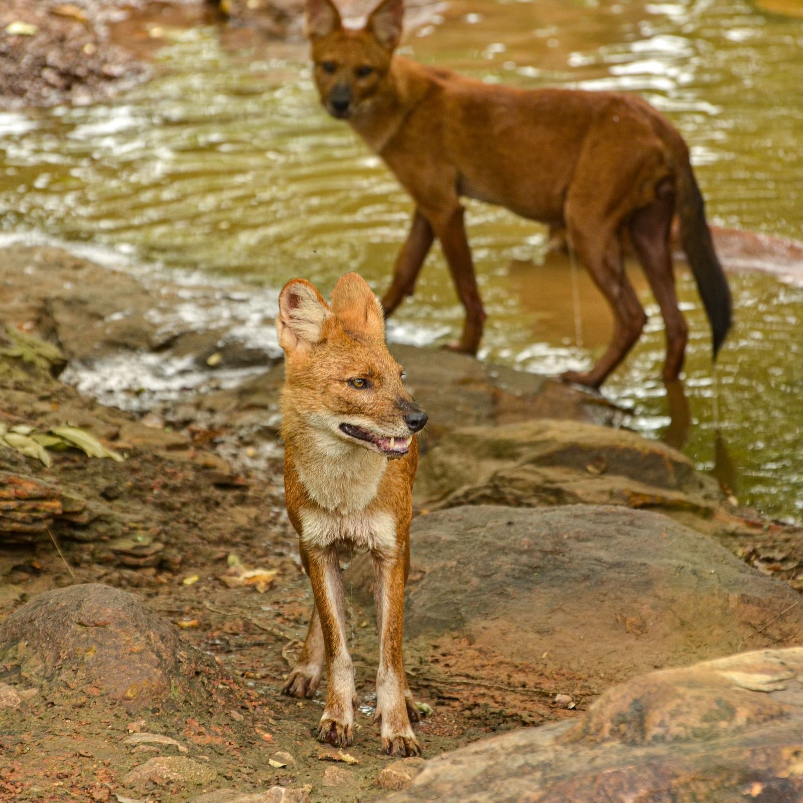 Two Dholes next to a water body at Trees N Tigers, Tadoba.