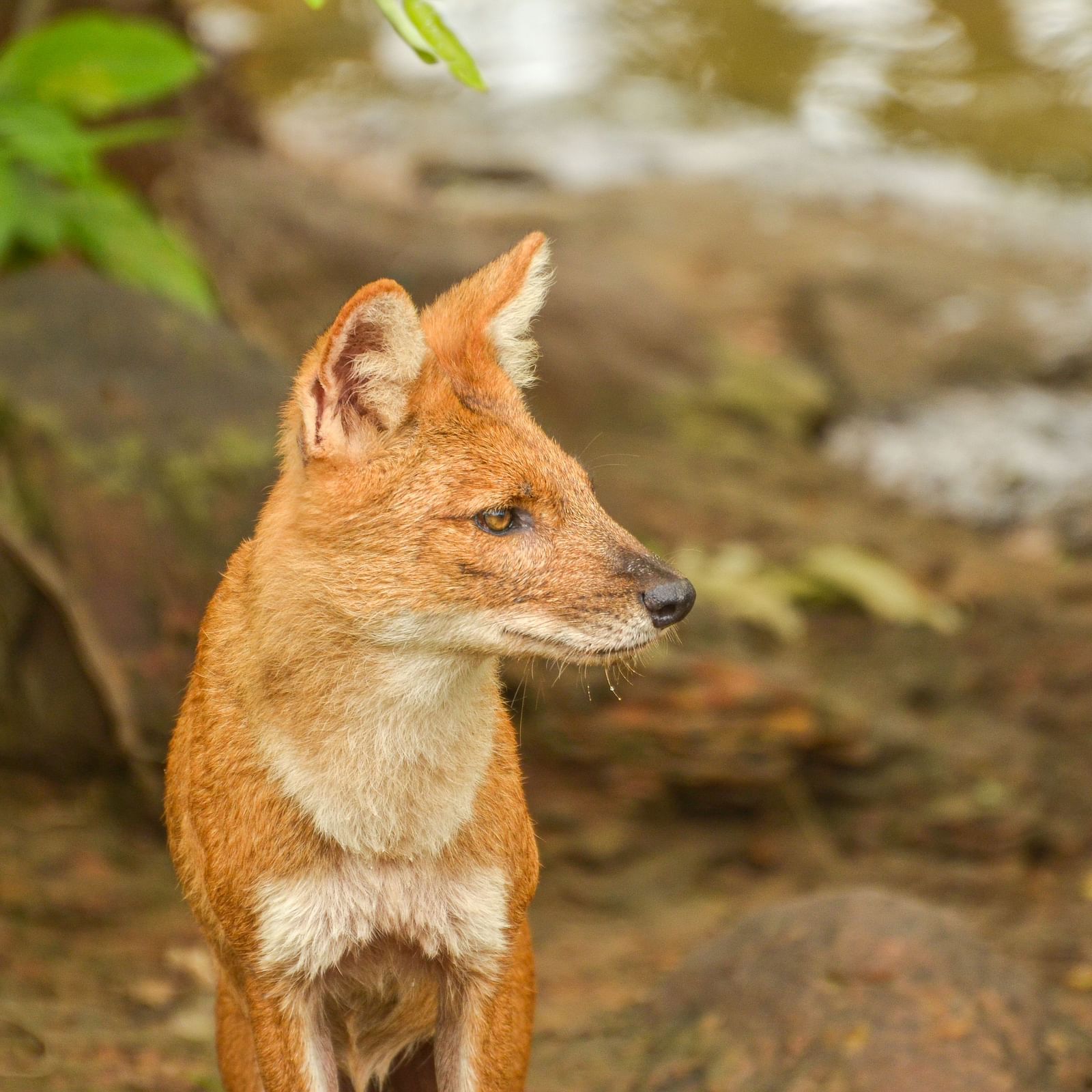 A close up shot of a Dhole at Tadoba Andhari Tiger Reserve.