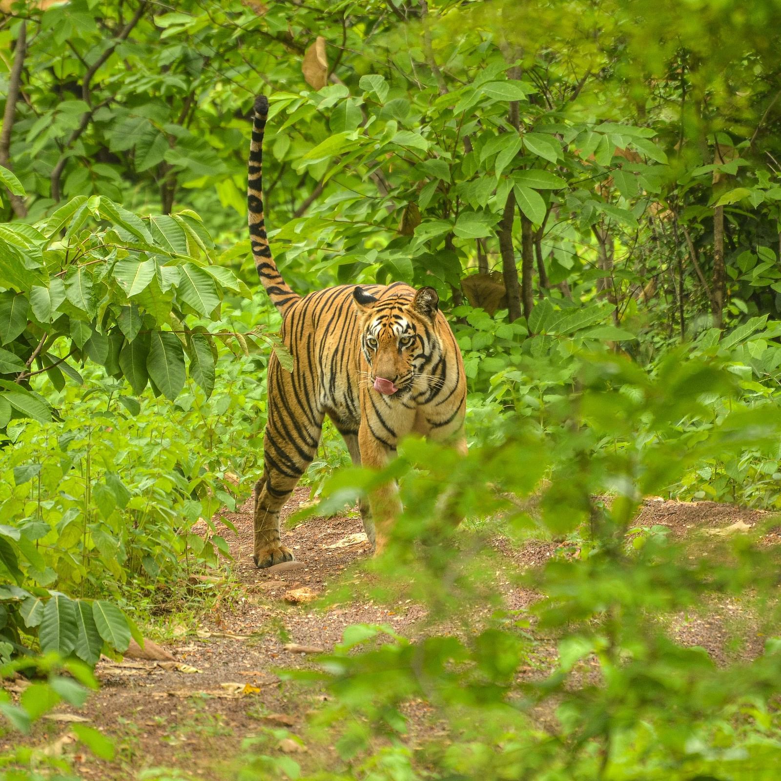 A tiger licking its mouth at Trees N Tigers, Tadoba.