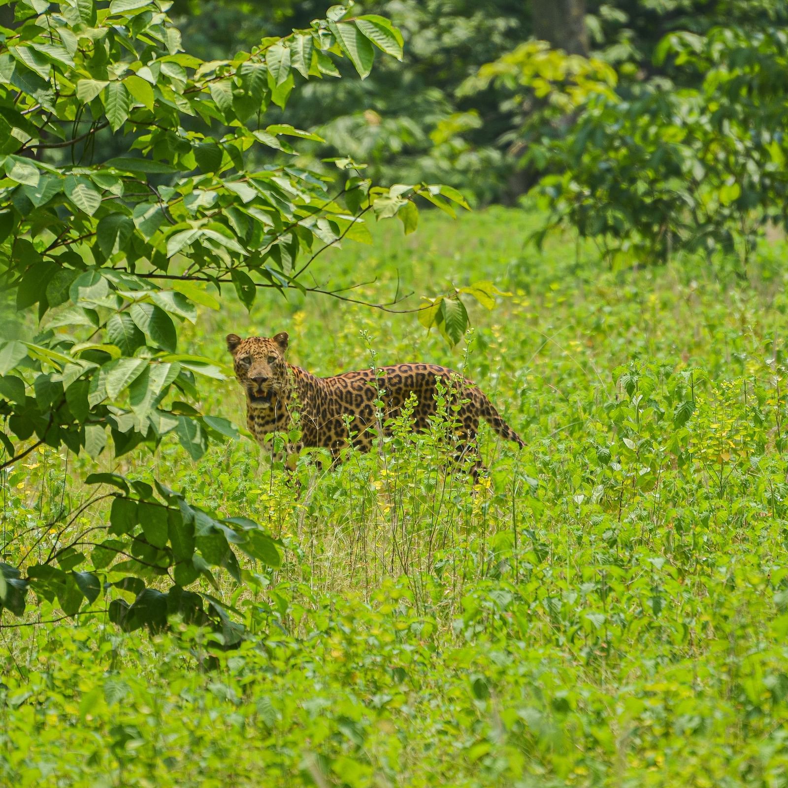 A leopard in a grass field at Tadoba Andhari Tiger Reserve.