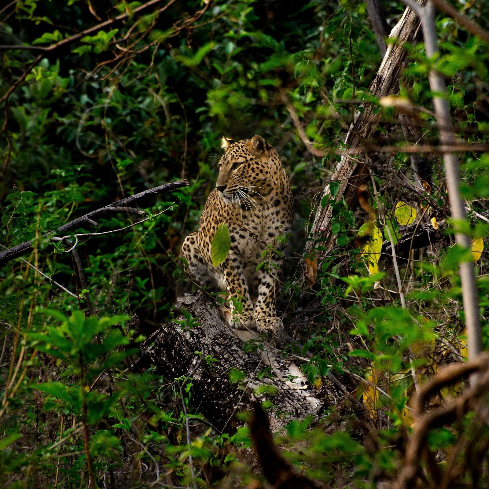 A leopard perched on a branch at Tadoba Andhari Tiger Reserve.