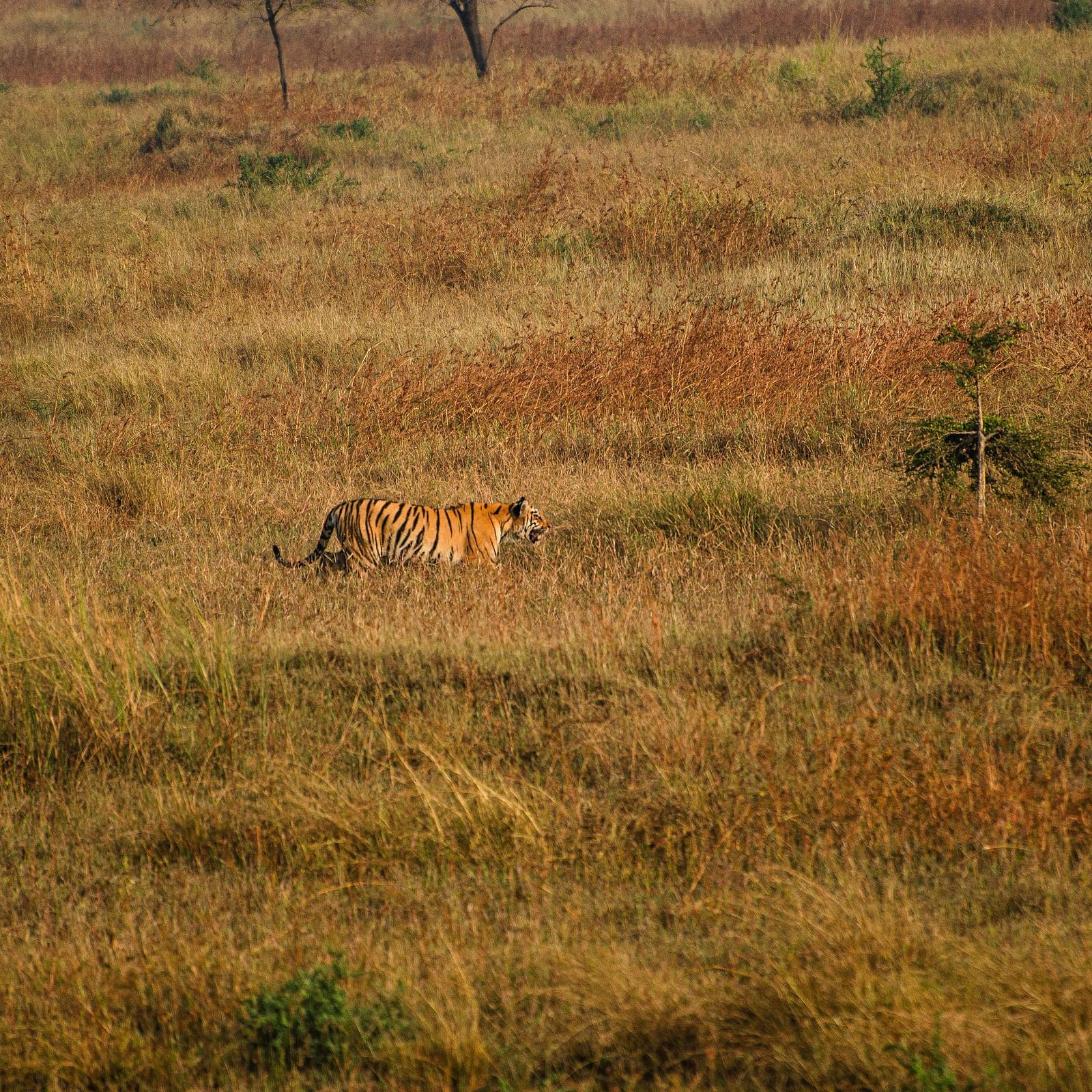 A tiger in a an open field in Tadoba Andhari Tiger Reserve.