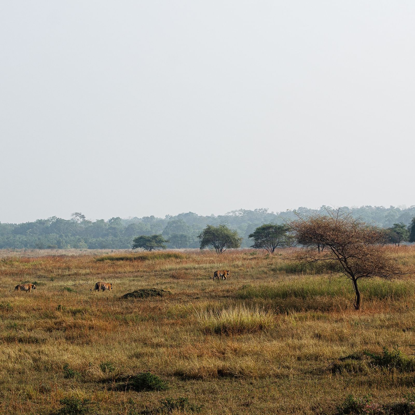 An open field at Tadoba Andhari Tiger Reserve.