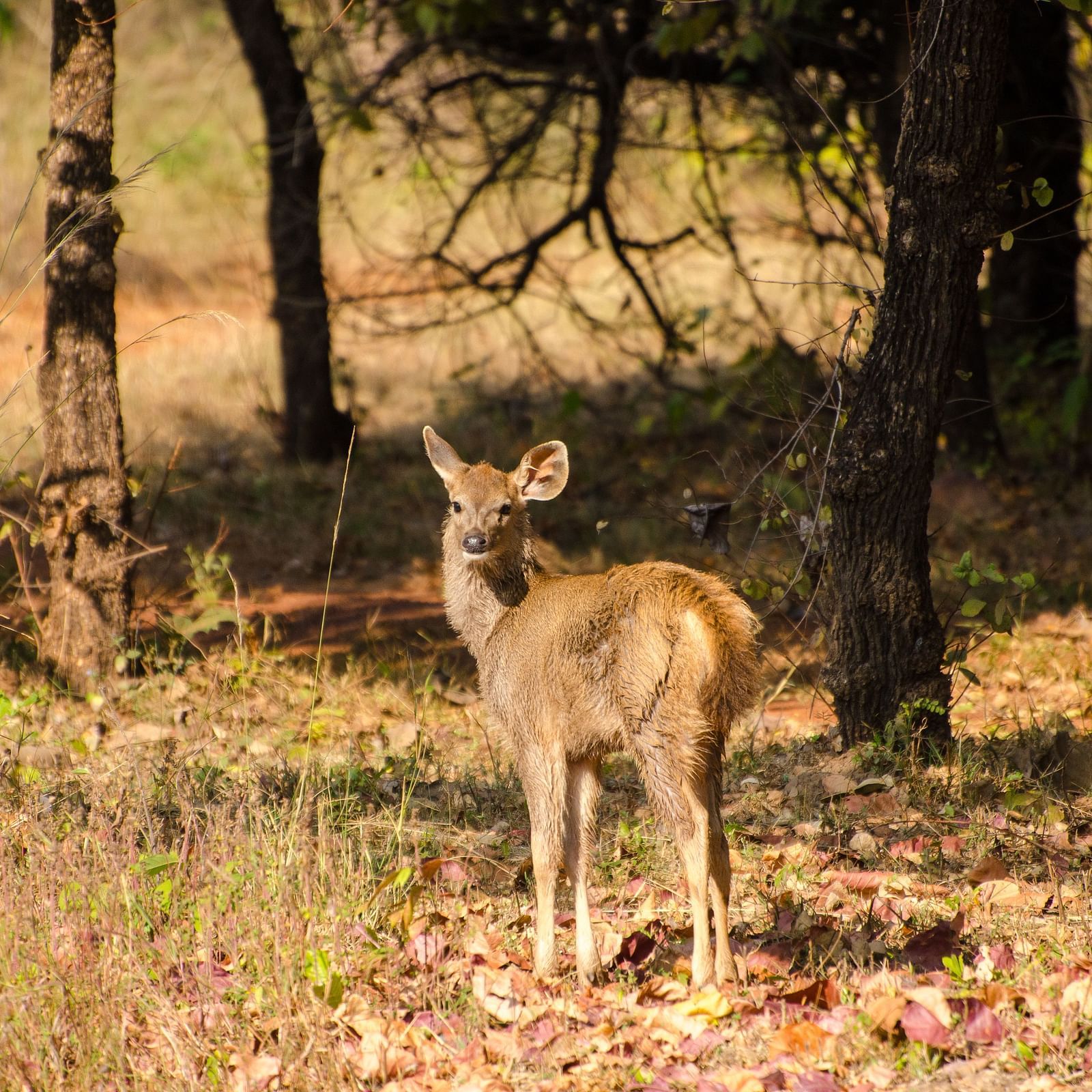 A deer looking back at the camera at Trees N Tigers, Tadoba.