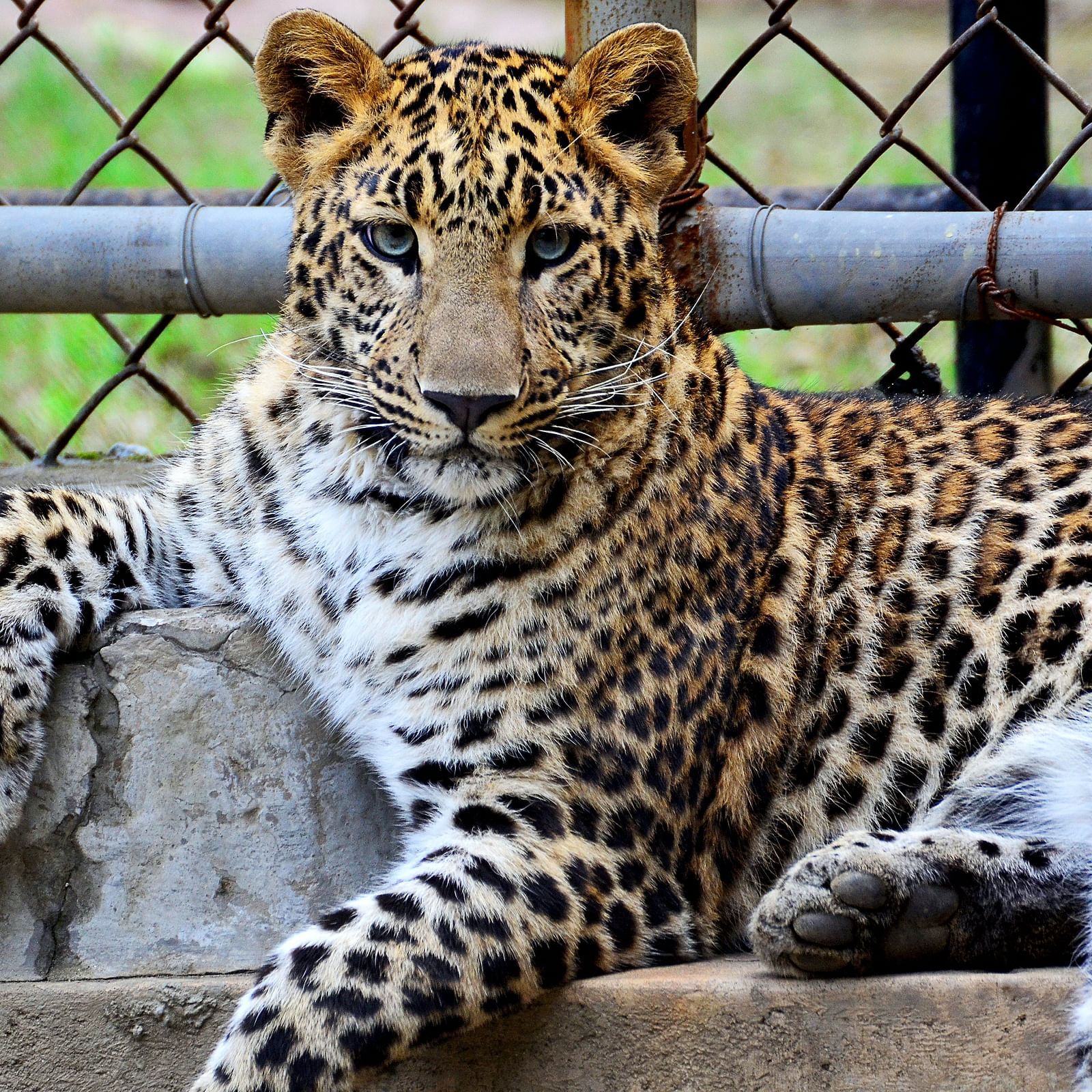 a leopard sitting in a caged area starring at the camera