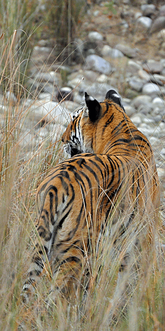 Jungle Safari at jim corbett- The Golden Tusk