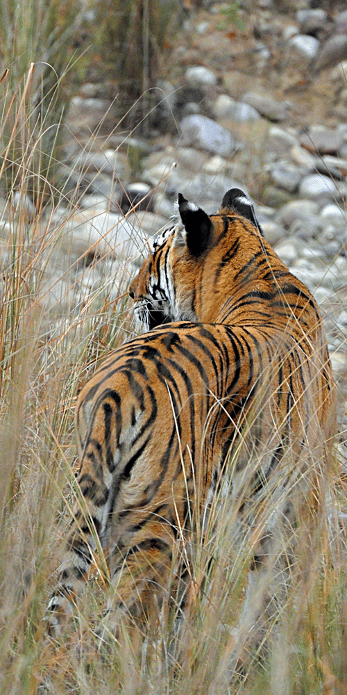 Jungle Safari at jim corbett- The Golden Tusk