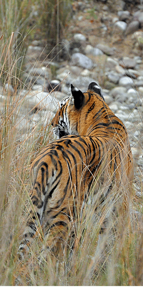 Jungle Safari at jim corbett- The Golden Tusk