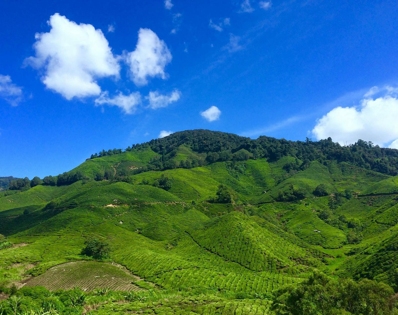 Rolling hills of tea plantations under the sky.