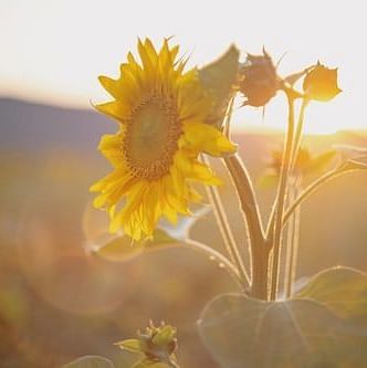 close up of a sunflower 