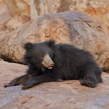 Sloth bear cub in Hampi's Daroji Sanctuary
