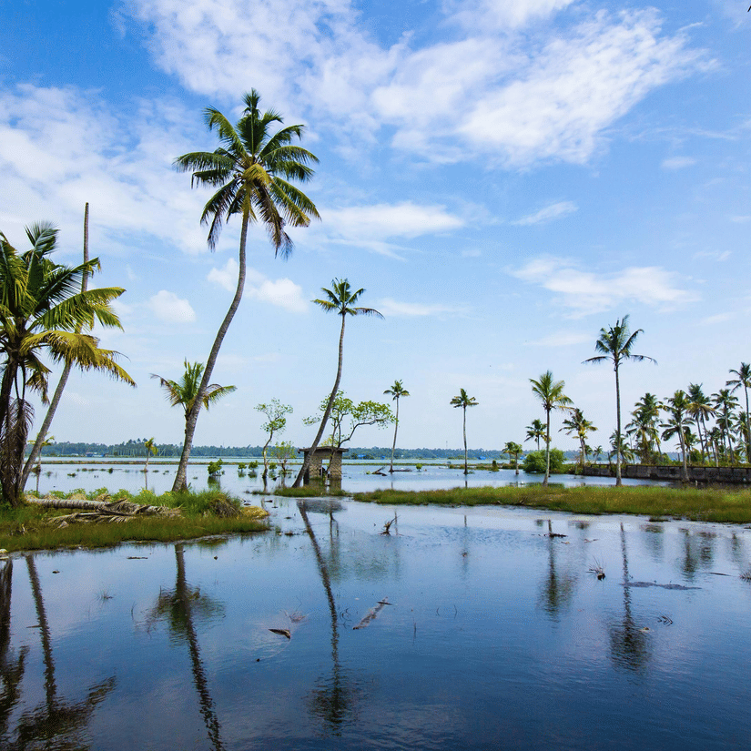 A calm coastal scene with tall palm trees reflected in still water under a bright blue sky.