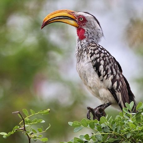HORNBILL 1