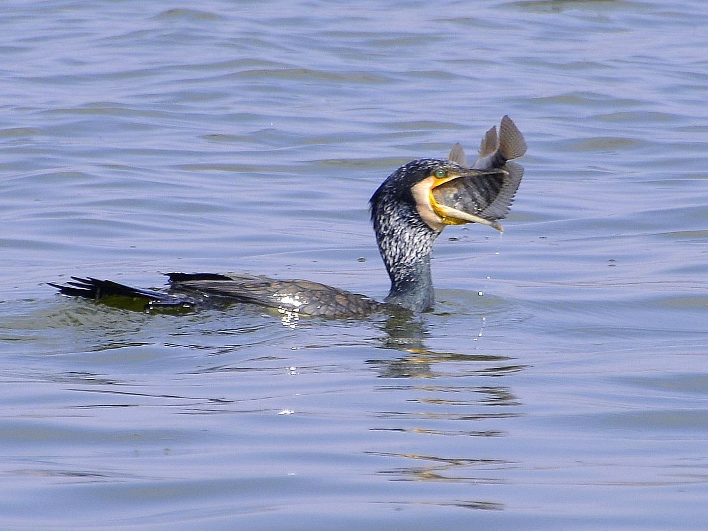 Picture of a great cormorant in the water with a fish in the mouth in the day time
