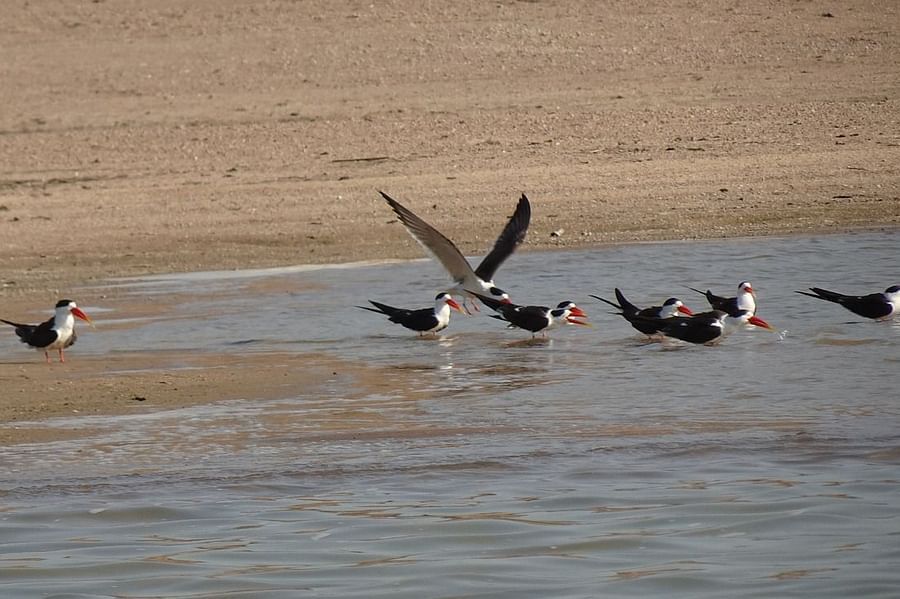 Migratory bird drinking water from river