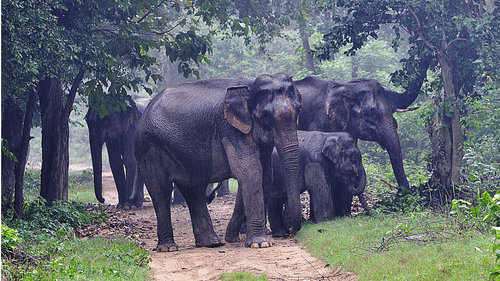 Jungle Safari at jim corbett- The Golden Tusk