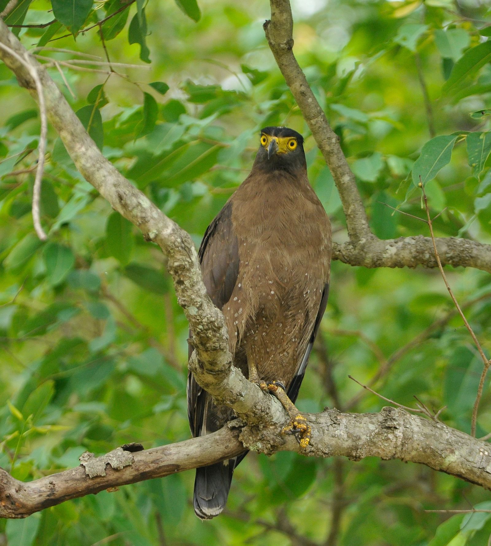 A solitary bird sitting on a branch of a tree in Tadoba National Park at Trees N Tigers, Tadoba.