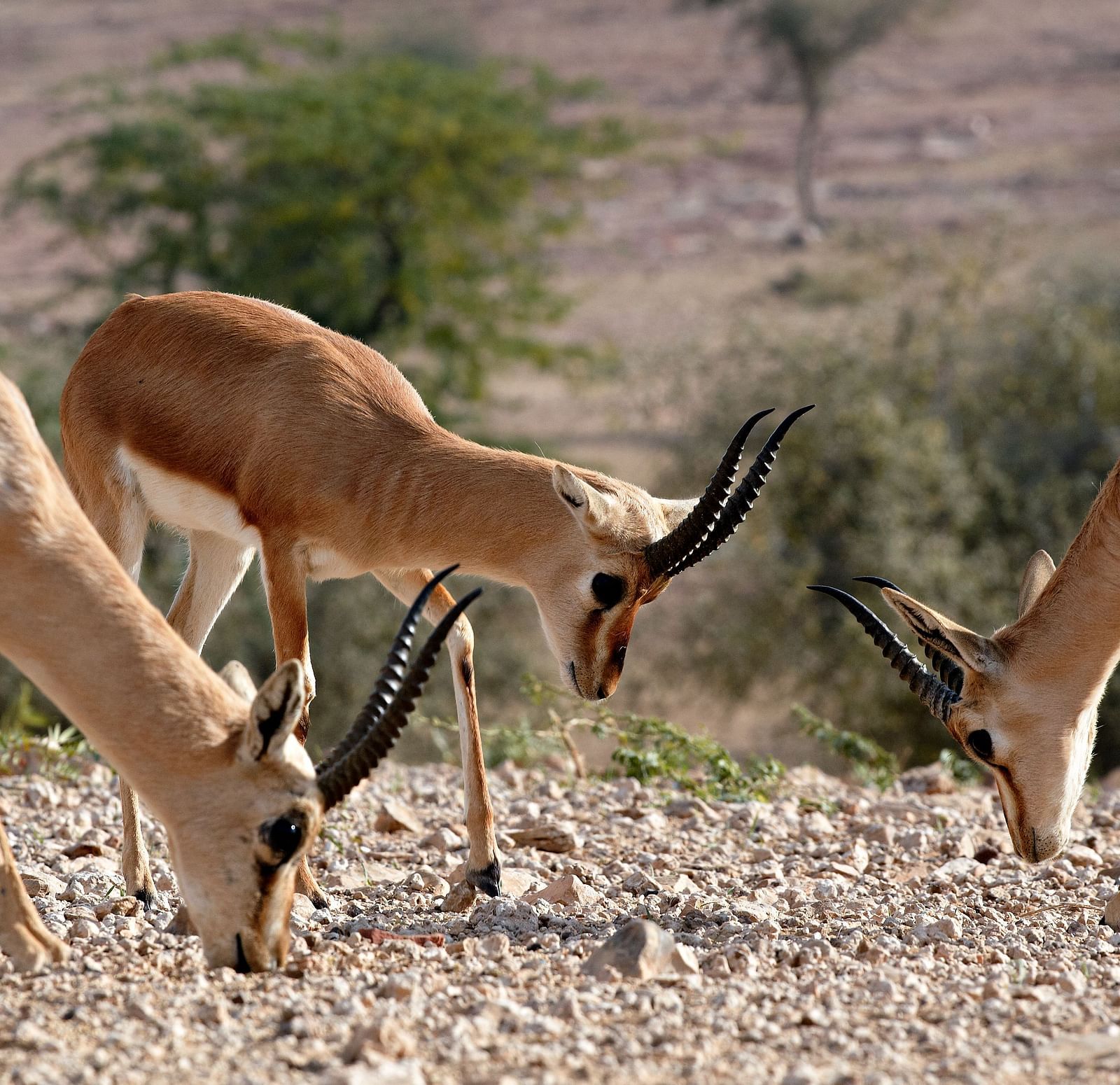 Indian Gazelles grazing in the desert