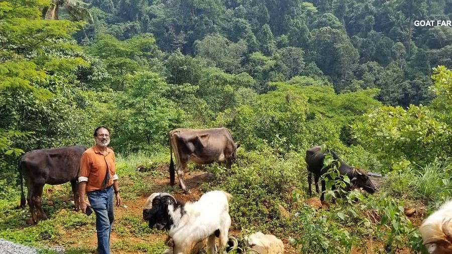 a person standing next to cows and goat at the goat farm - Holistic Stay Eco Resort, Kannur