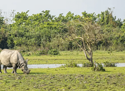 A rhinoceros grazing in a grassy field with trees and a body of water in the background.
