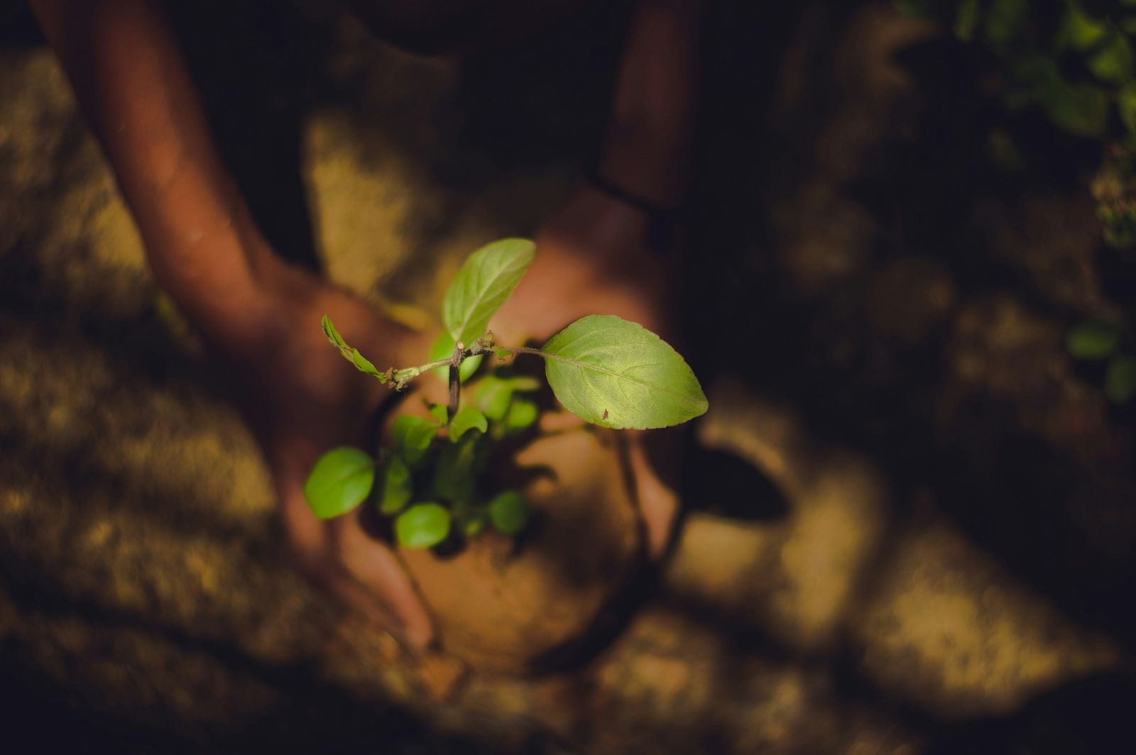 a person planting a tree