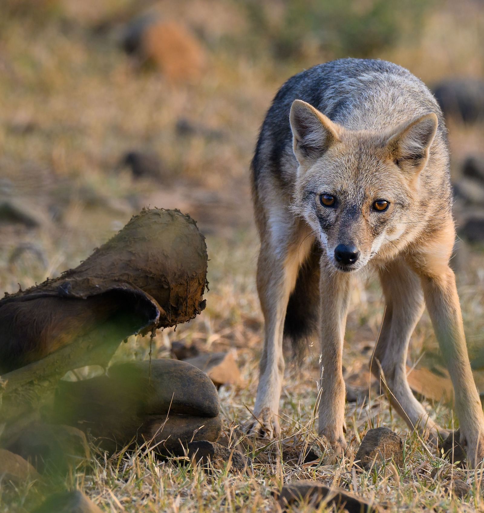 An image of an Arabian wolf in an arid forest - Utsav Camp Sariska