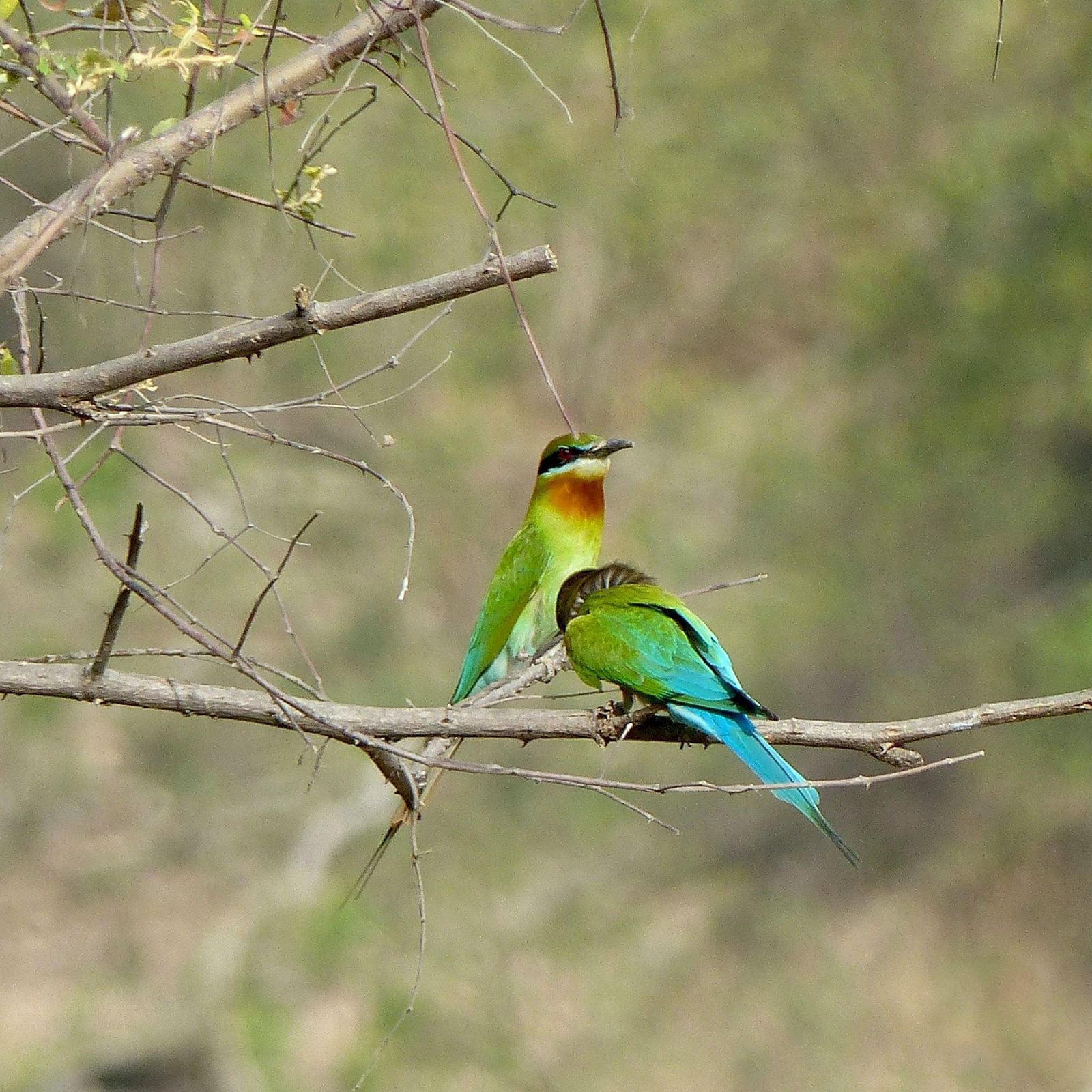 Two Garhwal birds perched on a small branch of a tree with the background blurred