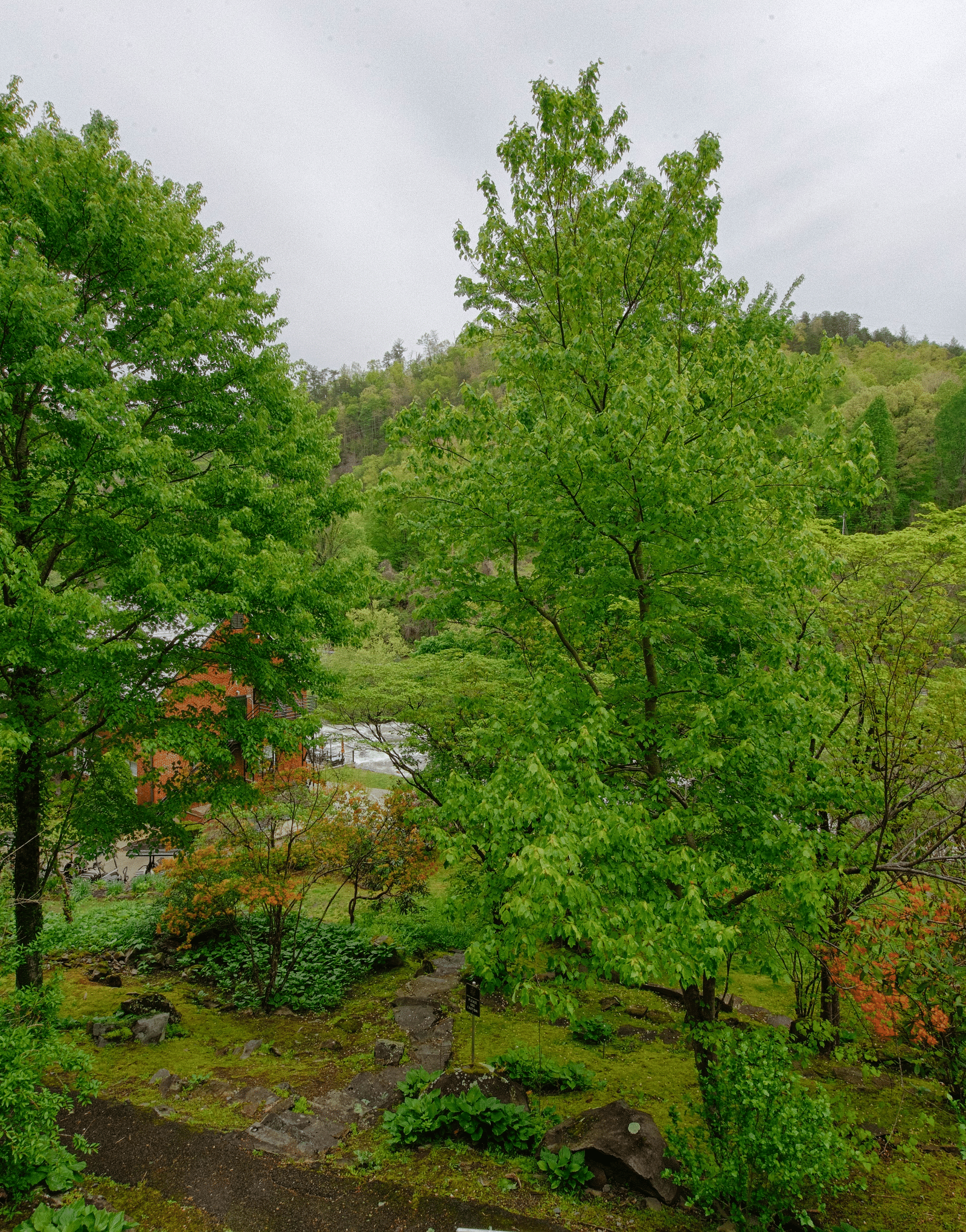a lush green view of the forests with tall trees with a cloudy overcast sky in the background - Historic Tapoco Lodge