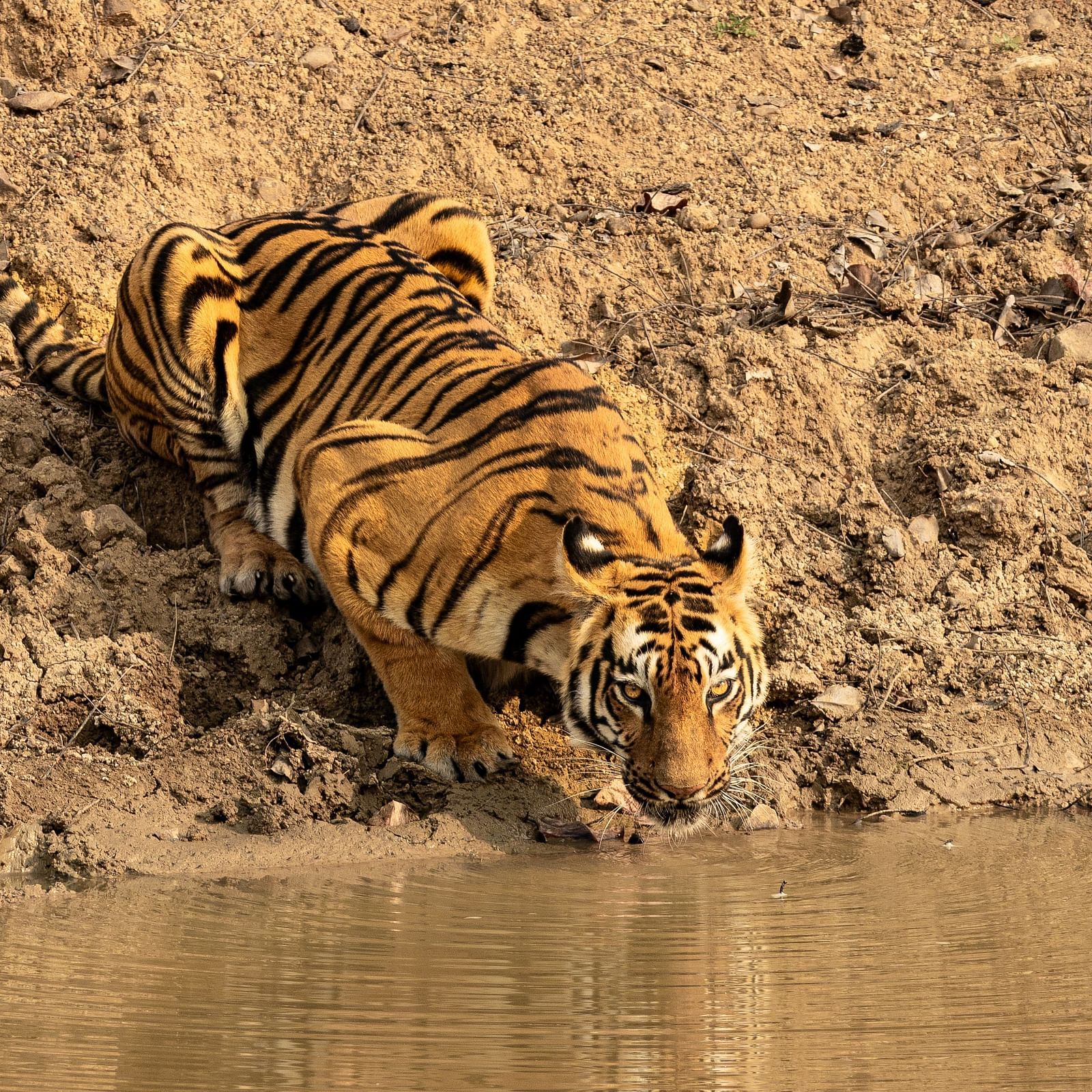 A Bengal water drinking water from a pond at Trees N Tigers, Tadoba.