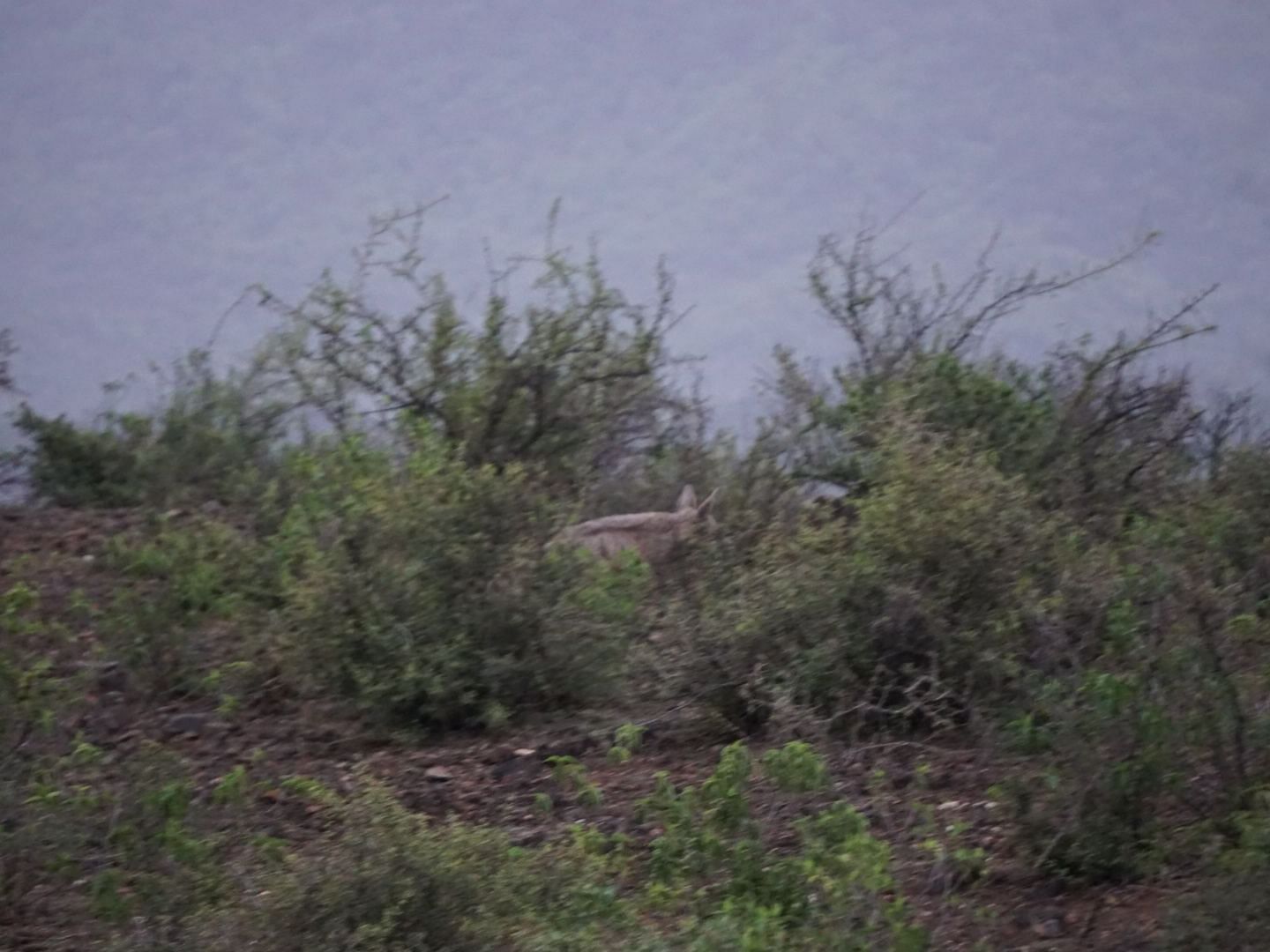 Wild hyena partially hidden among bushes on a hillside during twilight.