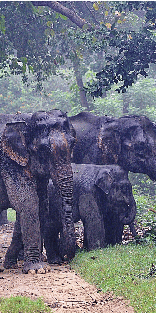 Jungle Safari at jim corbett- The Golden Tusk