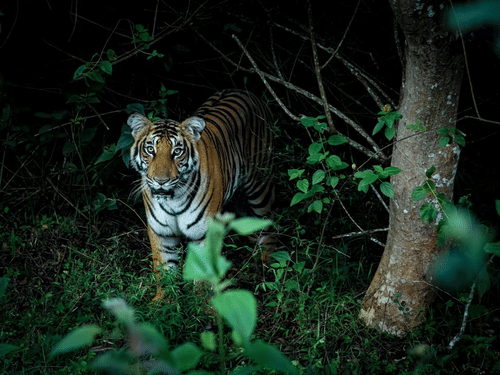 A Bengal tiger stands alert in a dense, dark forest surrounded by green foliage. Its orange coat with black stripes contrasts sharply with the shadowy background, and the tiger looks directly at the camera, partially hidden by leaves in the foreground.