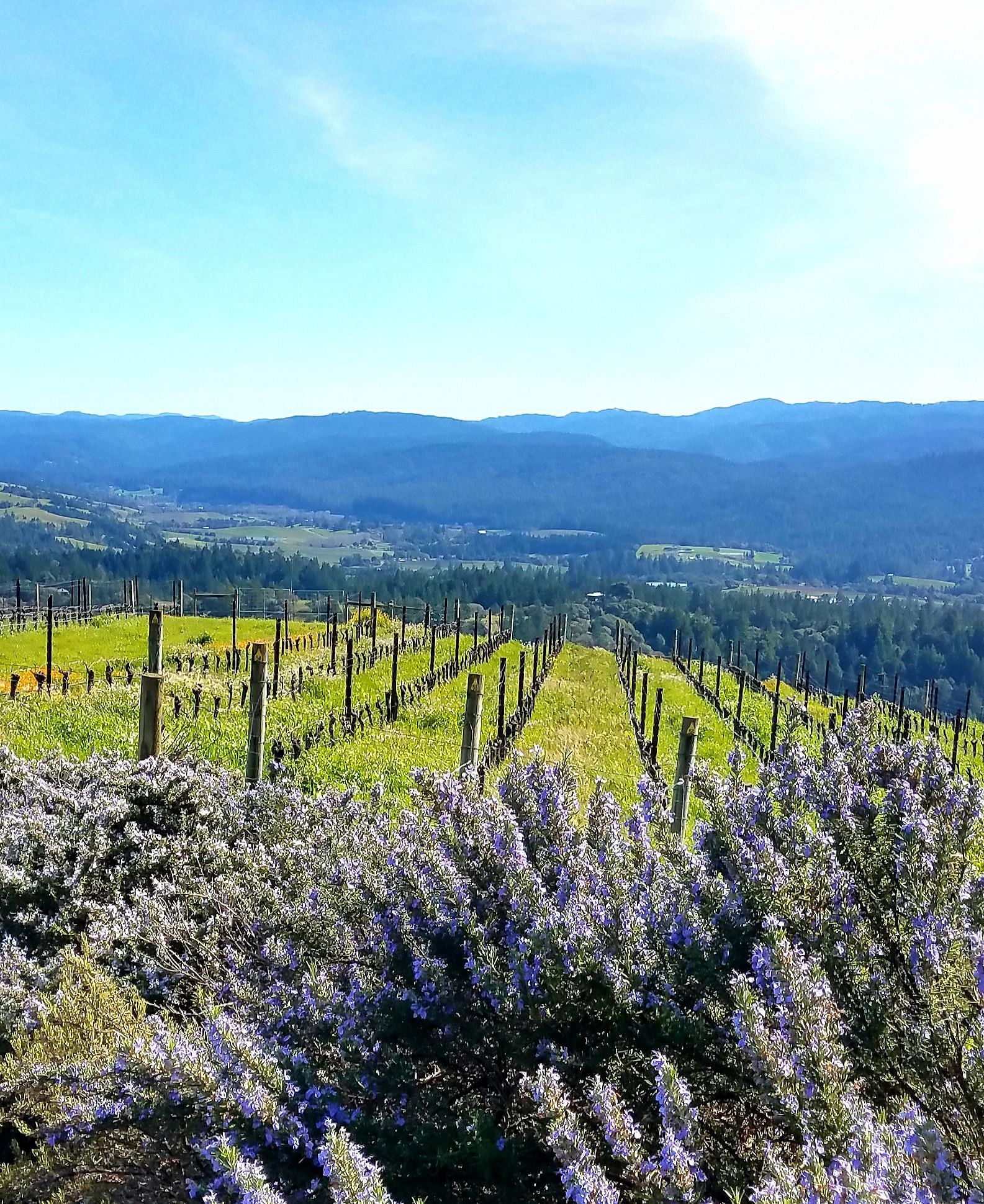 A view of rolling hills with vibrant flowers in the foreground - Brewery Gulch Inn & Spa