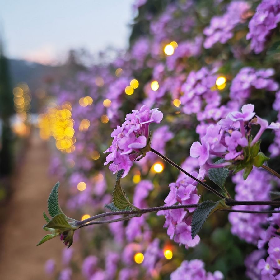 Close-up of purple flowers with twinkling lights in the background during an evening event in Coonoor - Ibex Stays & Trails, Coonoor (Leewood).