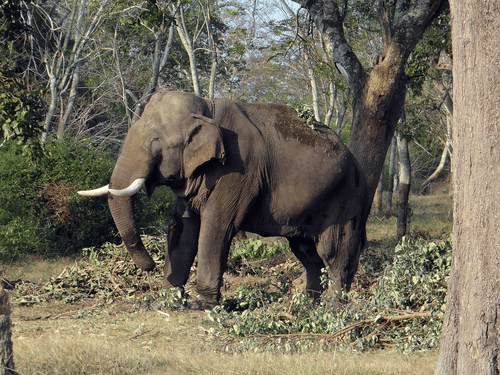 A close up of a solitary elephant walking through a forest with trees on either side. Elephants are one of the many wildlife in Bandipur National Park.