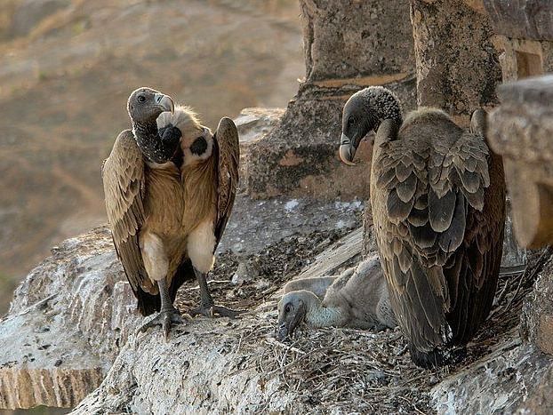 A picture featuring three Vultures resting on rock surface